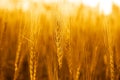 Photo of wheat fields for punjabi culture Royalty Free Stock Photo