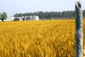 Photo of wheat fields for punjabi culture Royalty Free Stock Photo