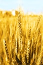 Photo of wheat fields for punjabi culture in baisakhi festival Royalty Free Stock Photo