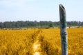 Photo of wheat fields for punjabi culture in baisakhi festival Royalty Free Stock Photo