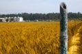 Photo of wheat fields for punjabi culture Royalty Free Stock Photo