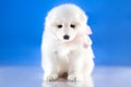 Photo of whelp Samoyed breed Royalty Free Stock Photo
