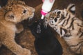 Photo in which a lion cub a tiger cub and a domestic cat sniff a bottle with a pacifier and milk Royalty Free Stock Photo