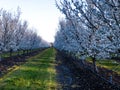 Almond orchard blooms