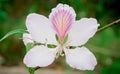 Photo of a white Ban flower in springtime in mountainous Vietnam Royalty Free Stock Photo