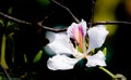 Photo of a white Ban flower in springtime in mountainous Vietnam Royalty Free Stock Photo