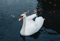 Photo of white beautiful and elegant swan swimming on the river with crystal blue water. Horizontal photo of single swan with