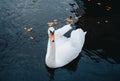 Photo of white beautiful and elegant swan swimming on the river with crystal blue water. Horizontal photo of single swan with