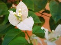 photo of white bougainvillea flowers taken from the front angle