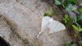 photo of a white butterfly perched on a plant