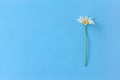 Photo of white camomile on a blue background Royalty Free Stock Photo