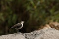 White capped dipper