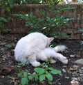 photo of a white cat biting its itchy back.