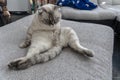 Photo white cat with blue eyes breed scottish - fold Royalty Free Stock Photo