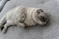 Photo white cat with blue eyes breed scottish - fold Royalty Free Stock Photo
