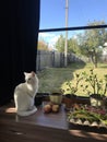photo of a white cat and houseplants on a window overlooking a garden with trees