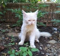 photo of a white cat Royalty Free Stock Photo