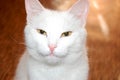 Photo of a white cat