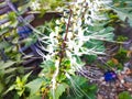 Photo of a white cat whiskers plant. Royalty Free Stock Photo