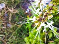 Photo of a white cat whiskers plant. Royalty Free Stock Photo
