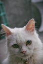 PHOTO WHITE CAT WITH YELLOW EYE Royalty Free Stock Photo