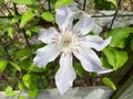 White Clematis Flower in Spring Royalty Free Stock Photo