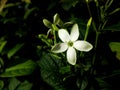 Photo of White Color Dutch Jasmine or Ceguk (Combretum indicum) Royalty Free Stock Photo