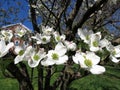 Pretty White Dogwood Blossoms in Spring in April Royalty Free Stock Photo