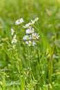 Close up of white fleabane daisy blooms and buds Erigeron Royalty Free Stock Photo