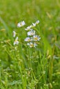 White fleabane daisy blooms and buds Erigeron