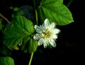 Not jasmine, White flower with dark background