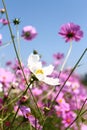 photo of white flowers Blurred background image of flowers Royalty Free Stock Photo