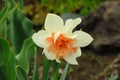 Photo of white flowers narcissus. Background Daffodil narcissus with yellow buds and green leaves. spring flower