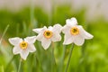 Photo of white flowers narcissus. Stock photo Background Daffodil narcissus with white buds and green leaves