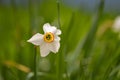 Photo of white flowers narcissus. Stock photo Background Daffodil narcissus with white buds and green leaves