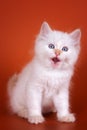 White fluffy kitten meows and licks