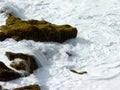 Mossy volcanic rocks washed around by white foamy ocean waves, Canary Islands, Spain Royalty Free Stock Photo