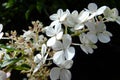 Photo of white garden flowerd