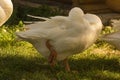 Photo of a white goose standing on one leg on the green grass Royalty Free Stock Photo