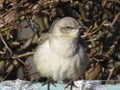 White and Gray Bird Perched on a Tube in Winter in February