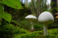 White toadstools growing in the moss.