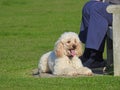 Poodle dog resting in park Royalty Free Stock Photo