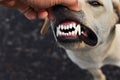 white and healthy dog teeths