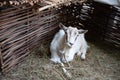 white home goat