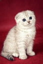 White kitten scottish fold cat on a red background