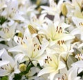 Photo of white lily flowers in the garden with green background. Summer concept. Floral background for web site, greeting card, ba Royalty Free Stock Photo