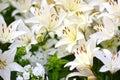 Photo of white lily flowers in the garden with green background. Summer concept. Floral background for web site, greeting card, ba Royalty Free Stock Photo