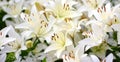 Photo of white lily flowers in the garden with green background. Summer concept. Floral background for web site, greeting card, ba Royalty Free Stock Photo