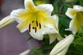 Photo of white lily flowers in the garden with green background. Summer concept. Floral background for web site, greeting card, ba Royalty Free Stock Photo