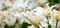 Photo of white lily flowers in the garden with green background. Summer concept. Floral background for web site, greeting card, ba Royalty Free Stock Photo